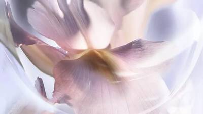 DRAGOCJENI IRIS PALLIDA