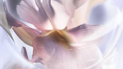 DRAGOCJENI IRIS PALLIDA