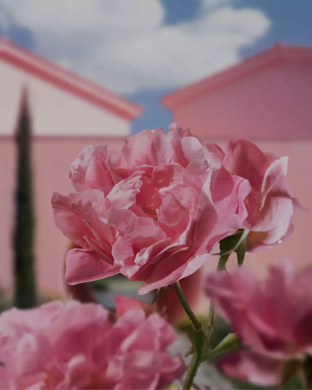 Lancomeov Domaine de la Rose