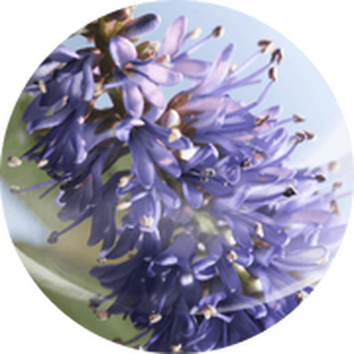 Cvijet u nijansama plave i ljubičaste boje s mekanim zelenim lišćem u pozadini.